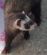A polecat