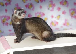 A polecat