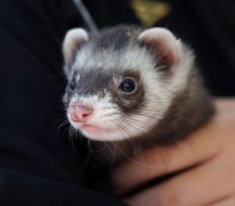 A polecat