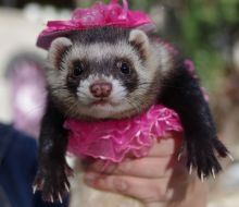 A girl holds apolecat