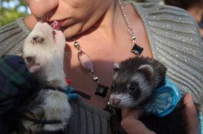 A girl holds apolecats