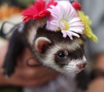 A girl holds apolecat
