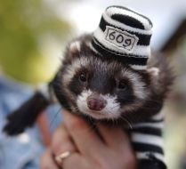 A girl holds apolecat