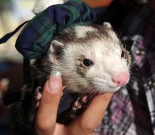 A girl holds apolecat