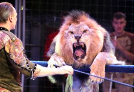 Aleksey Pinko with lion