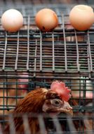 Chicken and eggs