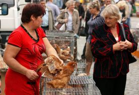 Woman chooses chickens