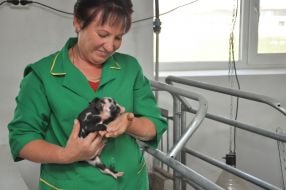 Workwoman holds a pigling on hands