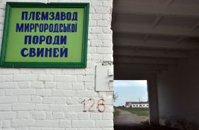 Pedigree factory of Mirgorod breed of pigs