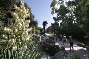 Никитский ботанический сад