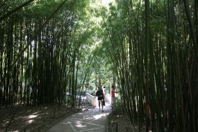 Никитский ботанический сад