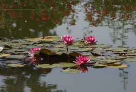 Никитский ботанический сад