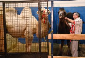 Camels near the trainer