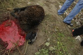 Dead sacrificial ram