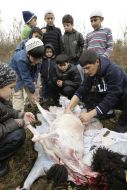 Muslims remove skin from sheep