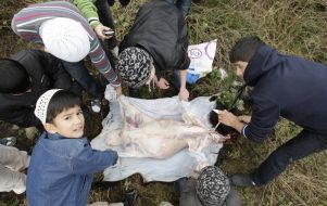 Muslims remove skin from sheep
