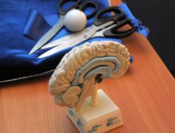 Model of human brain