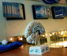 Model of human brain