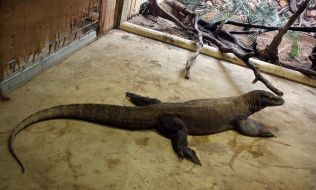 Комодський варан 