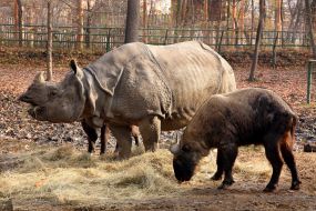 Rhinoceros and Buffalo