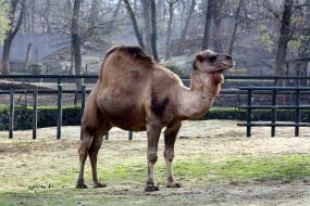 Camel 