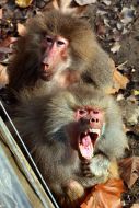 Yellow baboons
