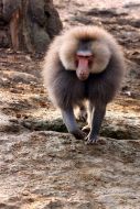 Yellow baboon