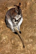 Kangaroo 