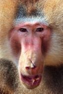 Yellow baboon