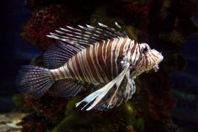 Red lionfish