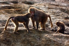 Yellow baboons