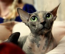 Кошка породы сфинкс