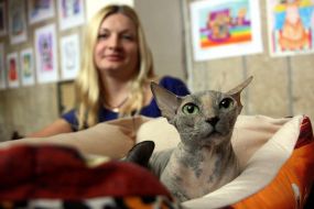 Кошка породы сфинкс