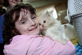 Девочка держит породистого котенка 