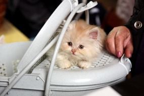 Породистый котенок