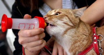 Кот пьет молоко