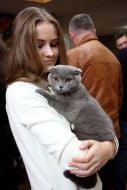 Девушка держит породистую кошку