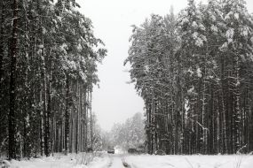 Димерський лісгосп 