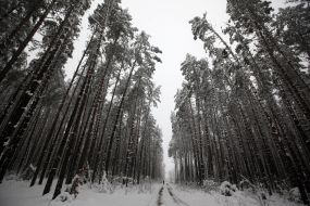 Димерський лісгосп 