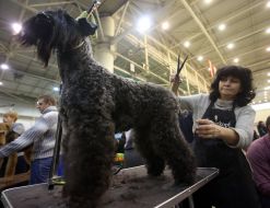 The dog at the exhibition