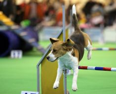 Dog overcomes obstacles