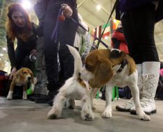 Dogs at the exhibition