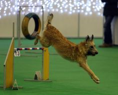 Dog overcomes obstacles