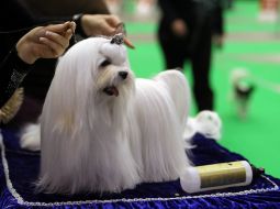 Dogs at the exhibition