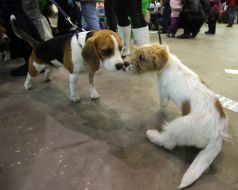 Dogs at the exhibition