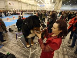 Dogs at the exhibition