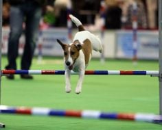 Dog overcomes obstacles