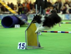 Dog overcomes obstacles