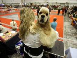 The dog at the exhibition