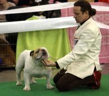 Man demonstrates a dog